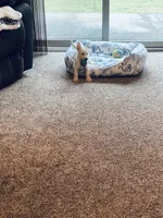 Polly, a female West Highland White Terrier for sale in Bay City, MI – 2 of 6