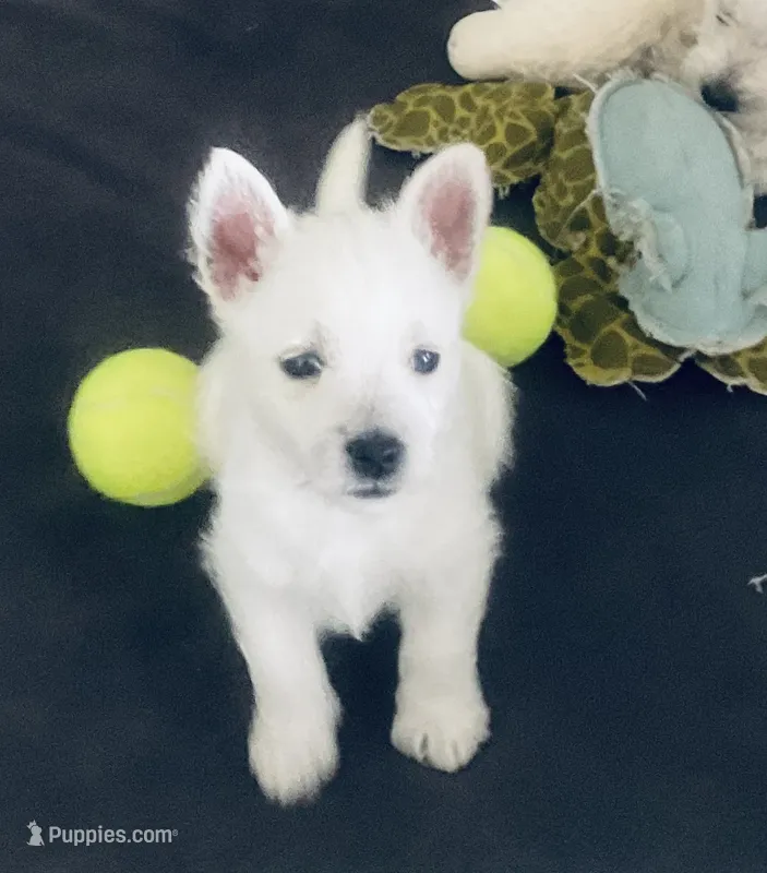 Sissy – West Highland White Terrier puppy for sale in Englewood, TN