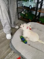 Missy, a female West Highland White Terrier for sale in Bay City, MI – 1 of 2