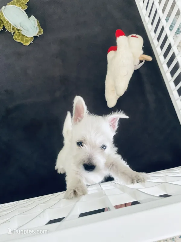 Bear – West Highland White Terrier puppy for sale in Englewood, TN