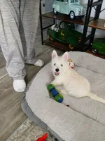 Missy, a female West Highland White Terrier for sale in Bay City, MI – 2 of 2
