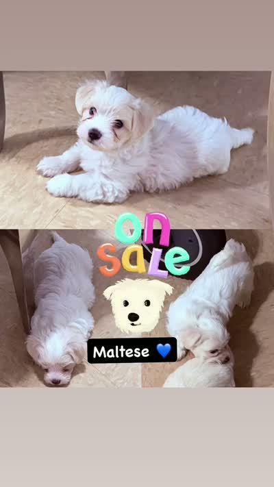 No name, a male Maltese and Shih Tzu for sale in Elmhurst, NY – 3 of 3
