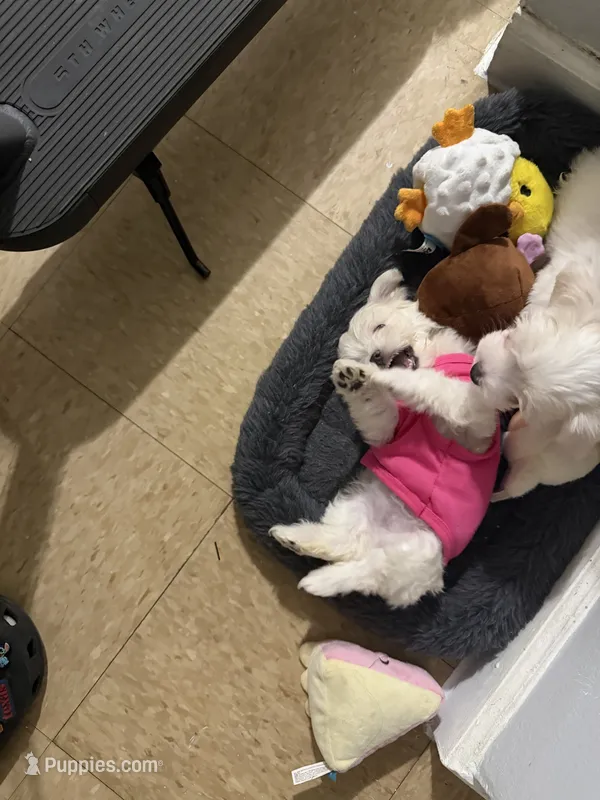 No name – Maltese, Shih Tzu puppy for sale in Elmhurst, NY