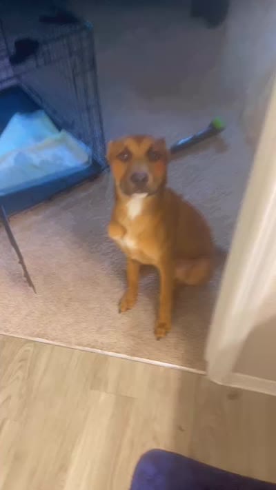 Arther , a male Belgian Malinois and Boxer for sale in Melbourne Beach, FL – 2 of 3