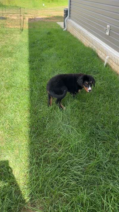 Trooper, a male Bernese Mountain Dog for sale in Clarksville, TN – 3 of 3