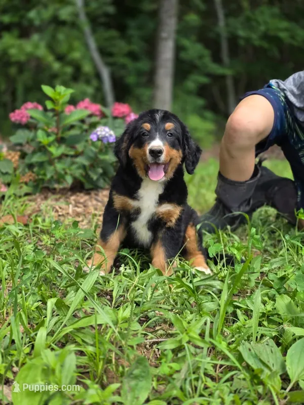Trooper – Bernese Mountain Dog puppy for sale in Clarksville, TN