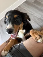 Trooper, a male Bernese Mountain Dog for sale in Clarksville, TN – 2 of 3