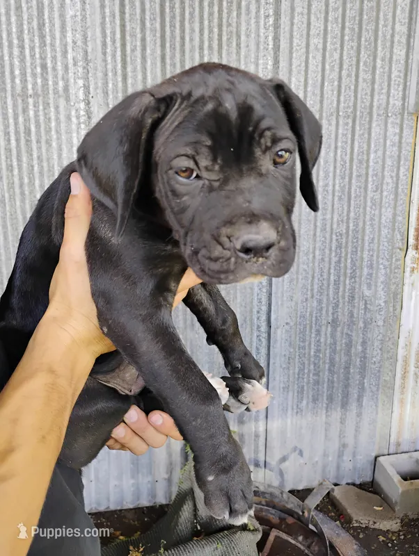 Monster – Cane Corso puppy for sale in San Antonio, TX
