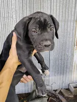 Monster, a male Cane Corso for sale in San Antonio, TX – 1 of 1