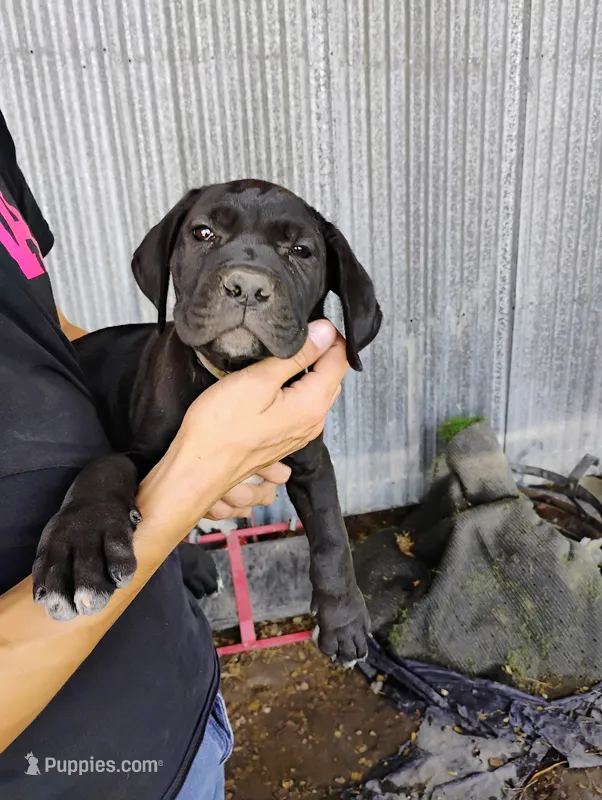 Kashmir  – Cane Corso puppy for sale in San Antonio, TX