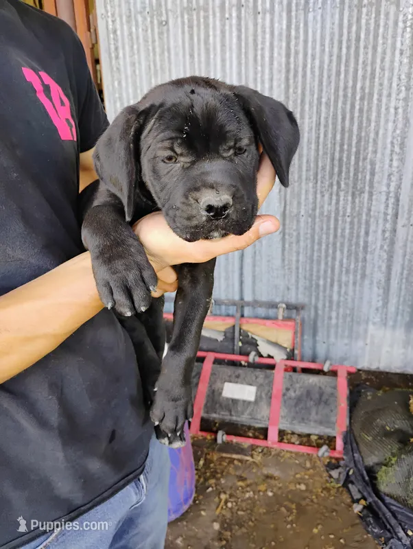 Blue – Cane Corso puppy for sale in San Antonio, TX