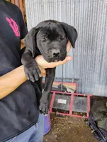 Blue, a female Cane Corso for sale in San Antonio, TX – 1 of 1