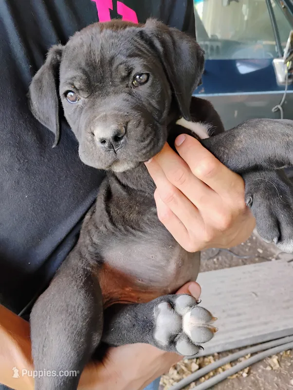 String bean – Cane Corso puppy for sale in San Antonio, TX