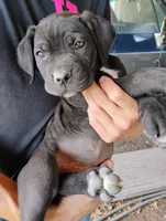 String bean, a male Cane Corso for sale in San Antonio, TX – 1 of 1