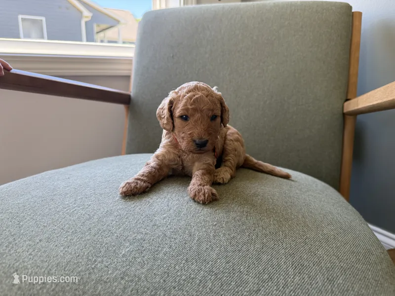 ORANGE – Goldendoodle puppy for sale in Commerce, GA