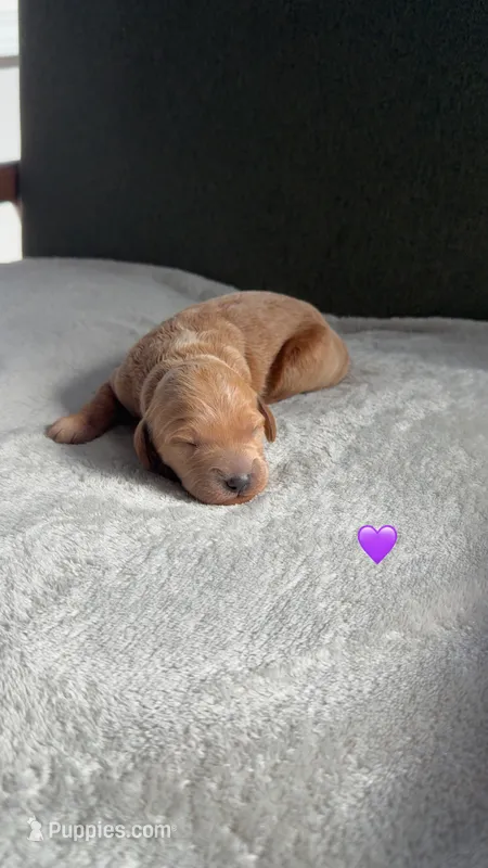 PURPLE – Goldendoodle puppy for sale in Commerce, GA