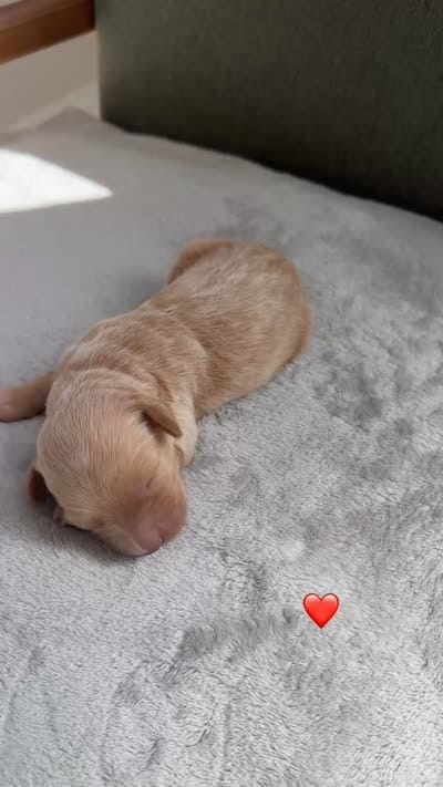 RED, a male Goldendoodle for sale in Commerce, GA – 2 of 2