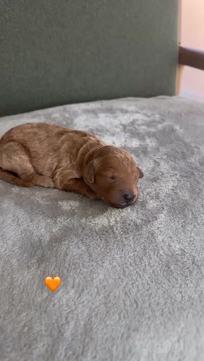 ORANGE, a male Goldendoodle for sale in Commerce, GA – 2 of 2
