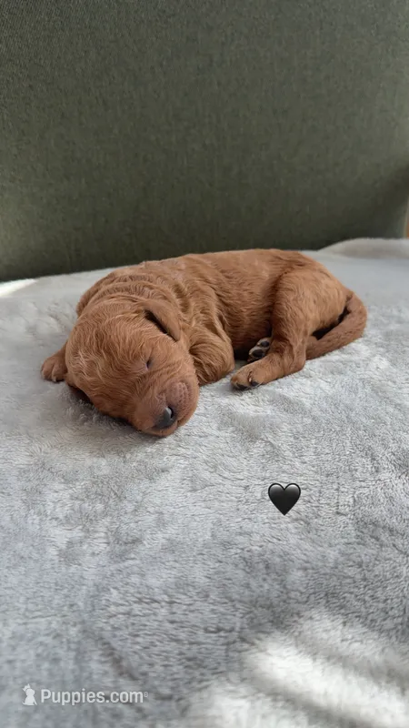 BLACK – Goldendoodle puppy for sale in Commerce, GA