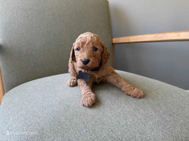 BLACK – Goldendoodle puppy for sale in Commerce, GA