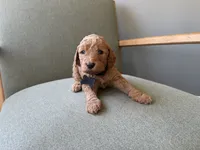 BLACK, a male Goldendoodle for sale in Commerce, GA – 1 of 1