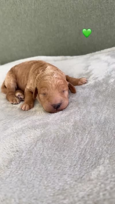 GREEN, a male Goldendoodle for sale in Commerce, GA – 2 of 2