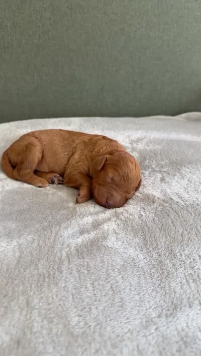 PINK, a female Goldendoodle for sale in Commerce, GA – 2 of 2