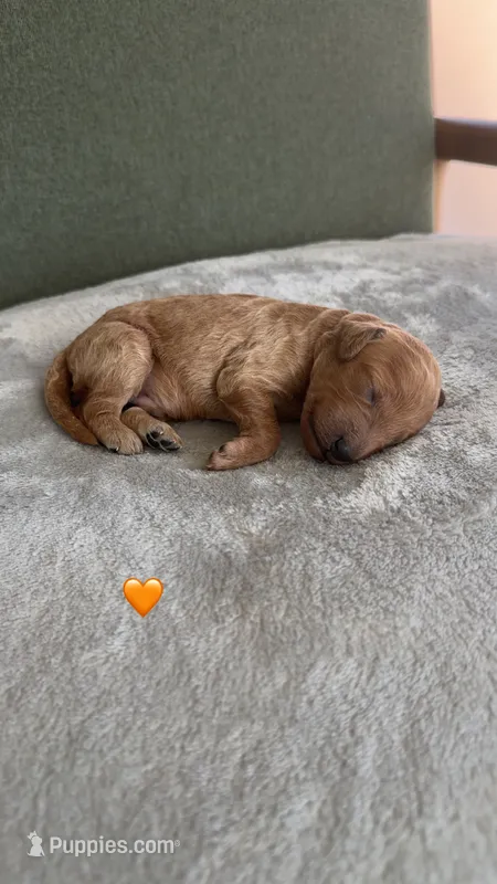 ORANGE – Goldendoodle puppy for sale in Commerce, GA