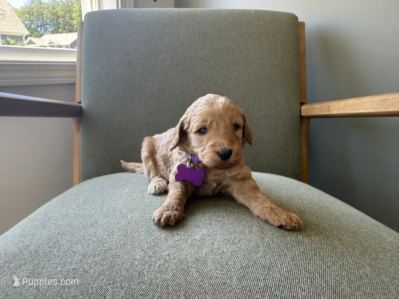 PURPLE – Goldendoodle puppy for sale in Commerce, GA