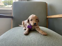 PURPLE, a female Goldendoodle for sale in Commerce, GA – 1 of 1
