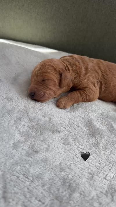 BLACK, a male Goldendoodle for sale in Commerce, GA – 2 of 2