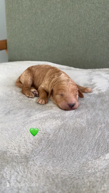 GREEN – Goldendoodle puppy for sale in Commerce, GA