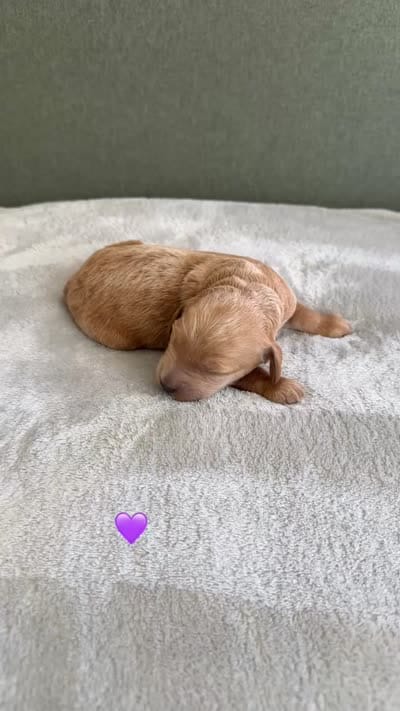 PURPLE, a female Goldendoodle for sale in Commerce, GA – 2 of 2