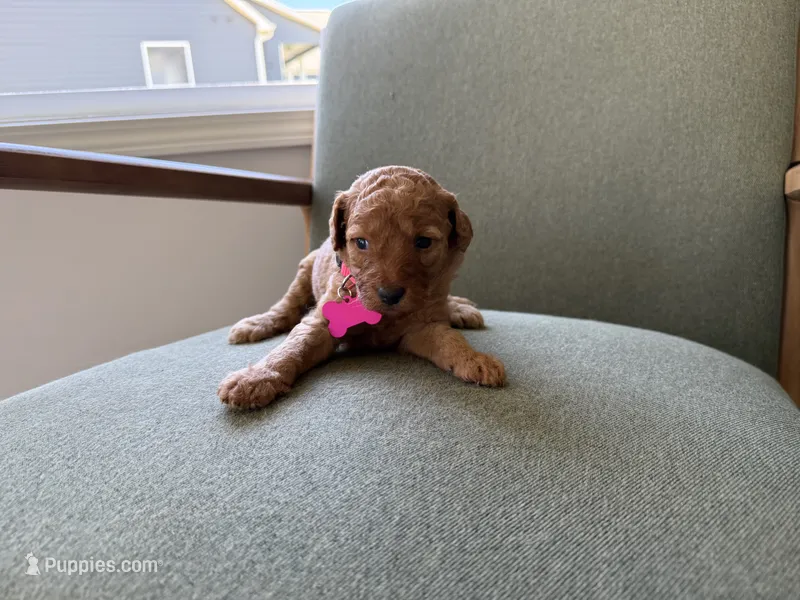 PINK – Goldendoodle puppy for sale in Commerce, GA
