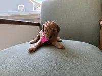 PINK, a female Goldendoodle for sale in Commerce, GA – 1 of 1