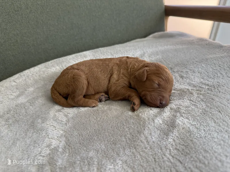 PINK – Goldendoodle puppy for sale in Commerce, GA