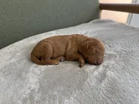 PINK, a female Goldendoodle for sale in Commerce, GA – 1 of 2