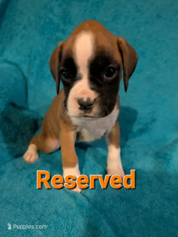 Orange collar girl  – Boxer puppy on hold in Glen Burnie, MD