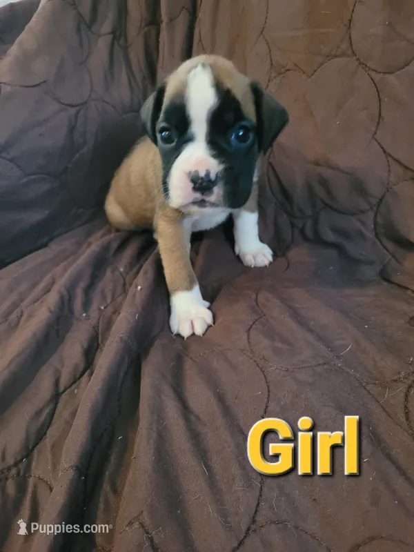 Orange collar girl  – Boxer puppy for sale in Glen Burnie, MD