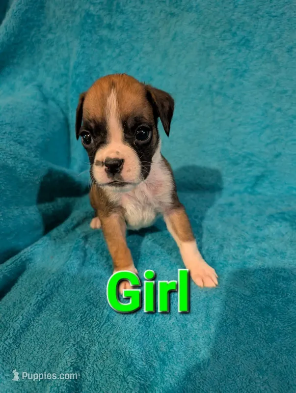 Green collar girl – Boxer puppy for sale in Glen Burnie, MD
