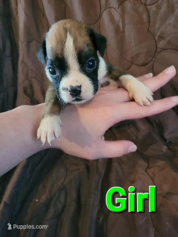 Green collar girl – Boxer puppy for sale in Glen Burnie, MD