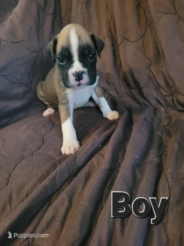 Black collar male – Boxer puppy for sale in Glen Burnie, MD