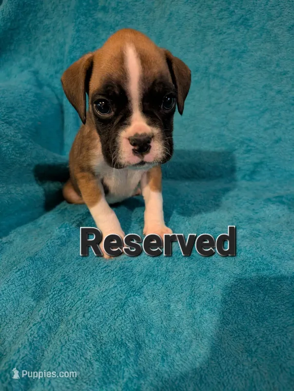 Black collar male – Boxer puppy on hold in Glen Burnie, MD