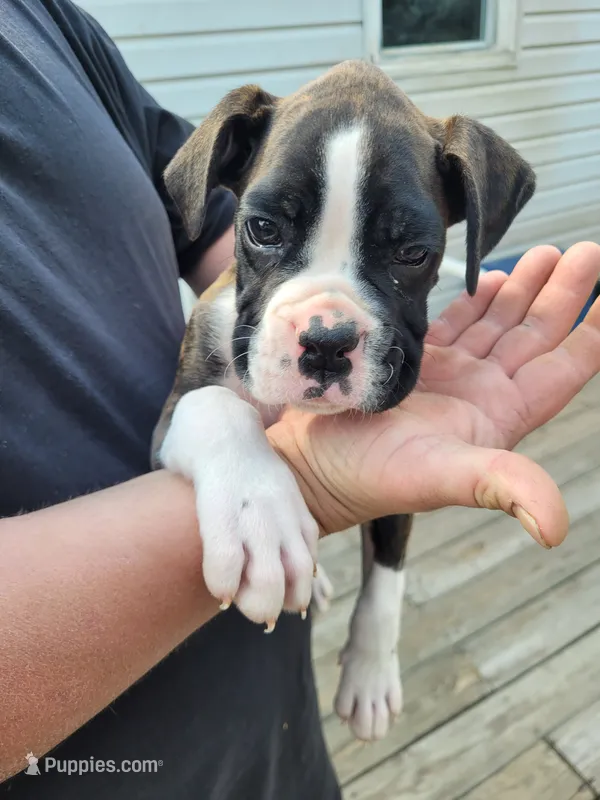 Yellow male – Boxer puppy for sale in Glen Burnie, MD