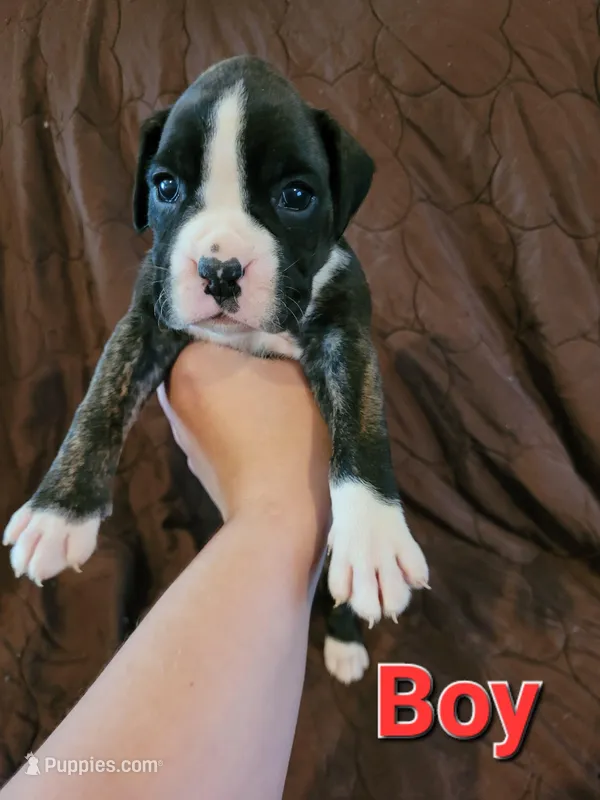 Red collar male  – Boxer puppy for sale in Glen Burnie, MD