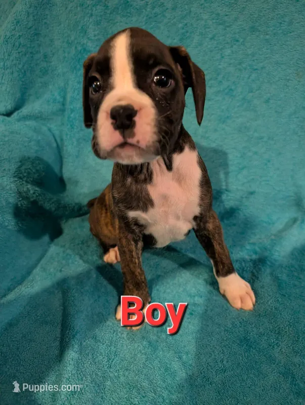 Red collar male  – Boxer puppy for sale in Glen Burnie, MD