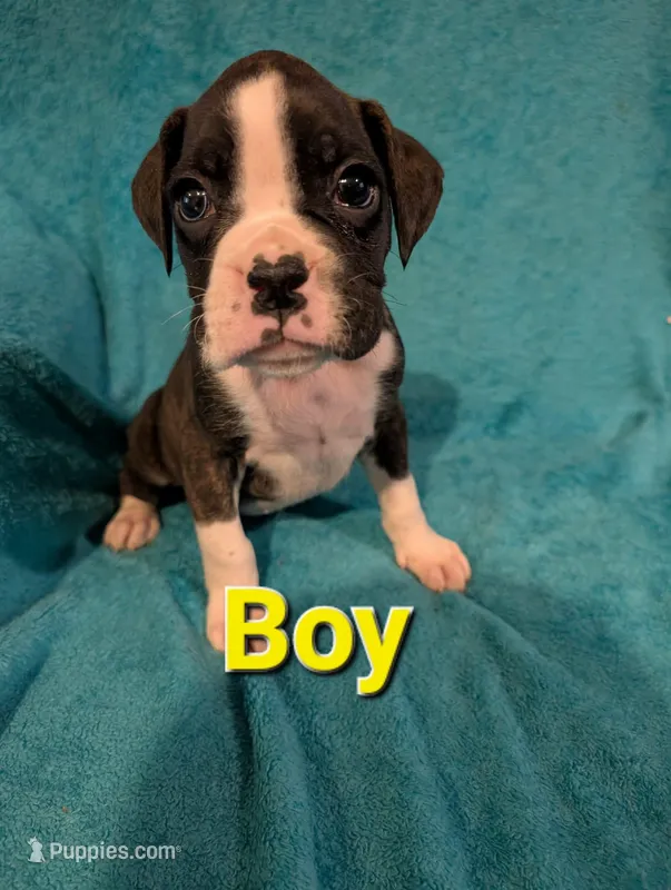 Yellow male – Boxer puppy for sale in Glen Burnie, MD