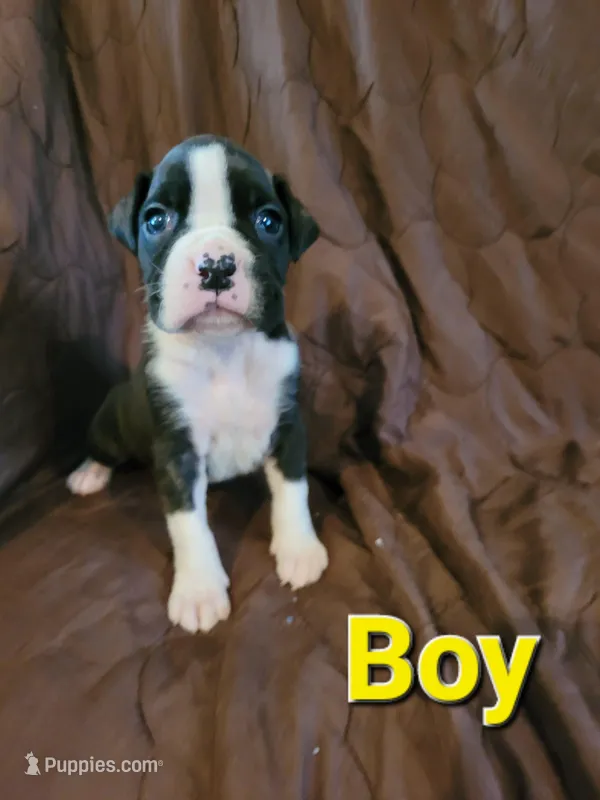 Yellow male – Boxer puppy for sale in Glen Burnie, MD