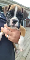 Black collar male, a male Boxer for sale in Glen Burnie, MD – 1 of 1