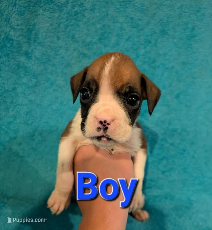 Blue collar male  – Boxer puppy for sale in Glen Burnie, MD